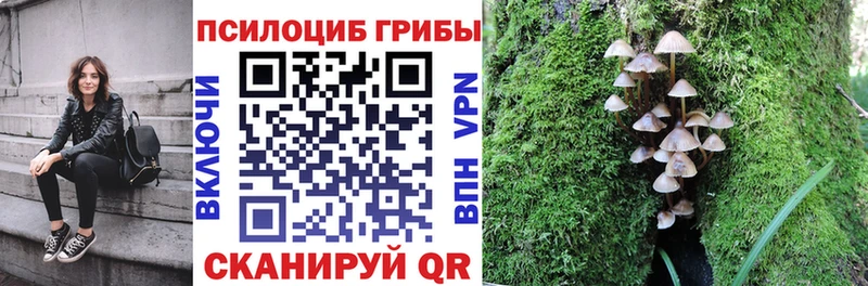 Купить  Судак  Псилоцибиновые грибы Magic Shrooms 