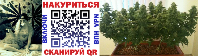 Бошки марихуана гибрид Судак